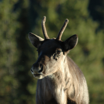 Woodland caribou