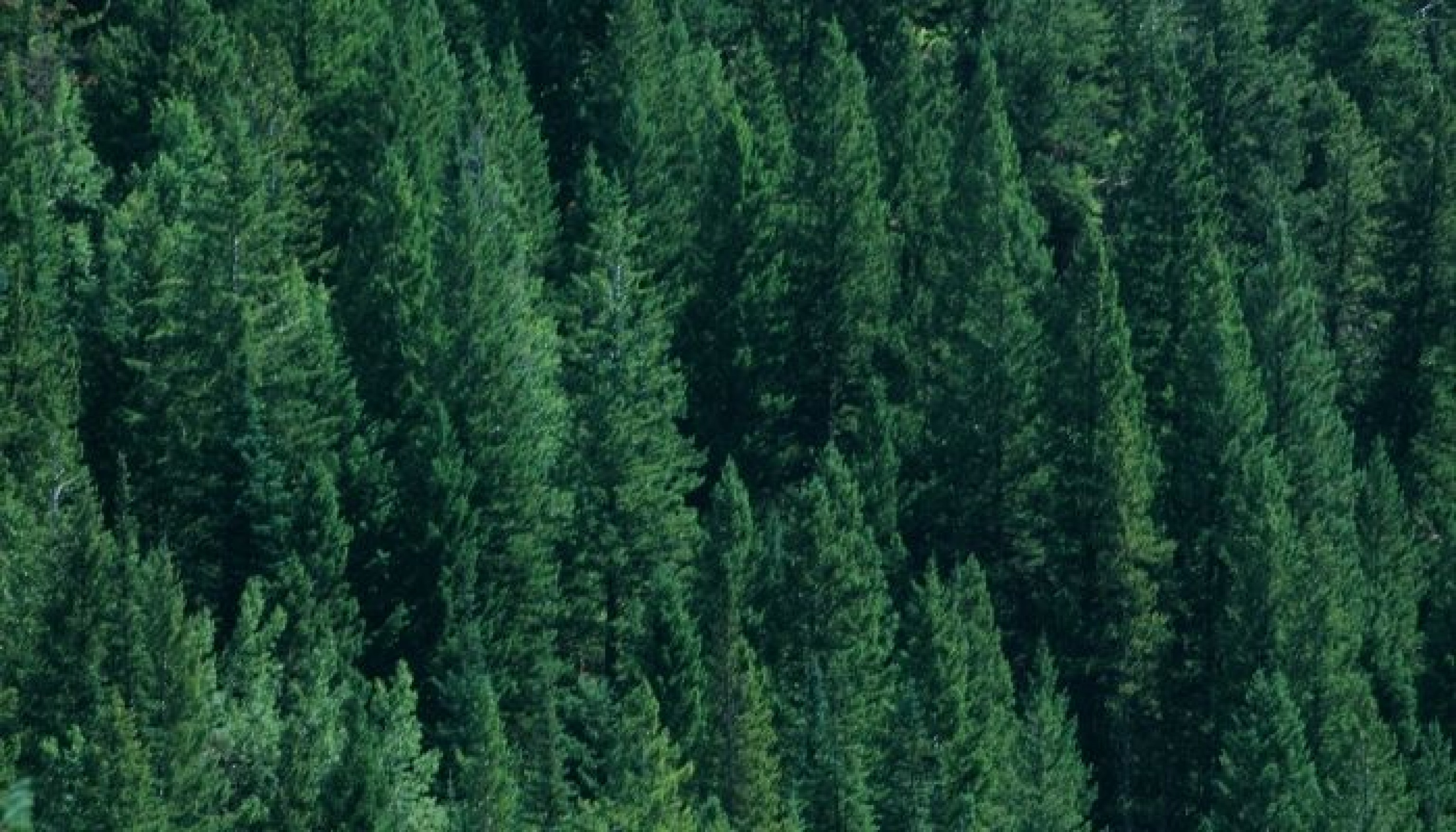 FSC International Is Reviewing Its Small Low Intensity Forest 