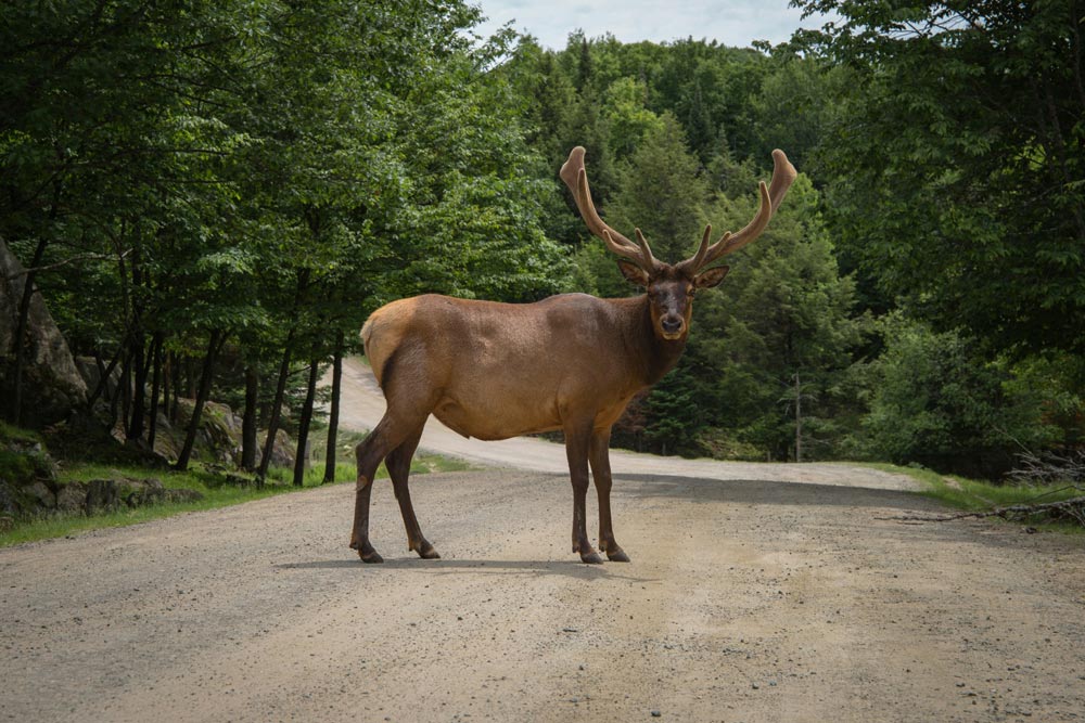 Deer standing on gravel road