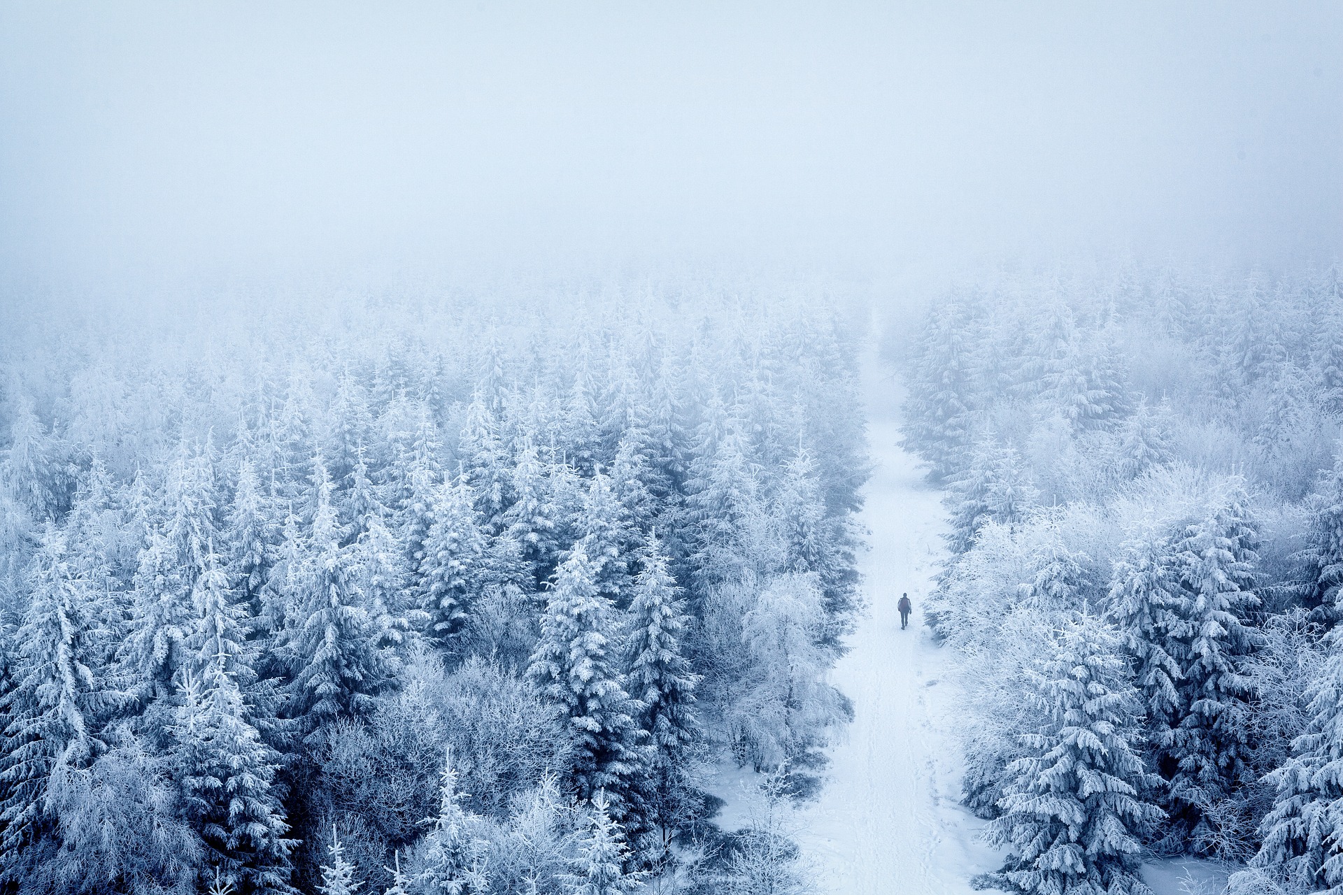 winter forest