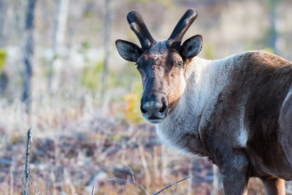 caribou