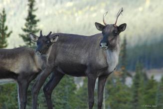 mother and baby caribou