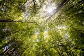 forest