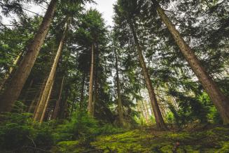 tall trees