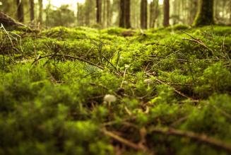 forest floor
