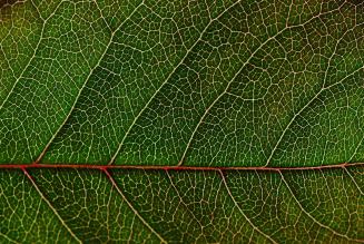 leaf