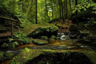 forest