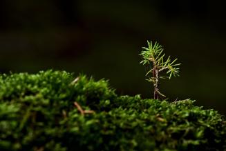 forest sapling