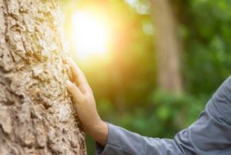 hand on tree 