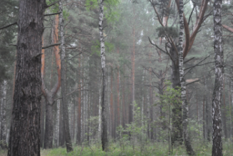 Russian Forest