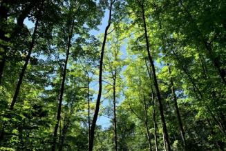 Forests in Mississauga