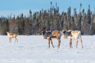 caribou