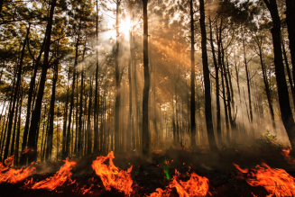 forest fire 