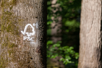 logo on tree