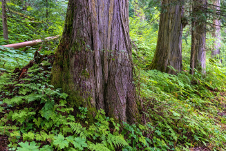 trees