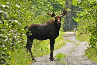 Moose