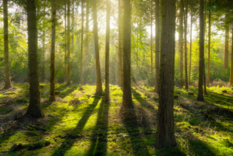forest