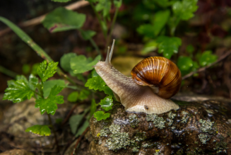 biodiversity