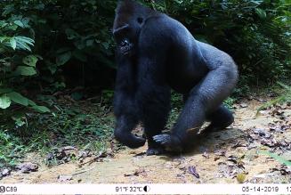 gorilla