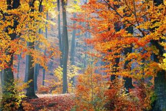 Canadian Forest