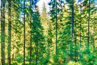 Canadian forest