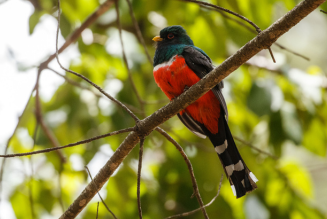 bird