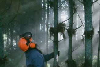 Forest for the Future