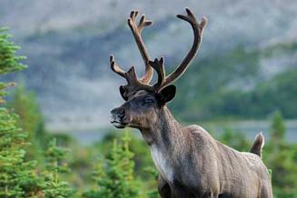 Caribou
