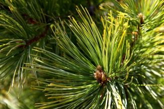 FSC-Certified Elkington Forest