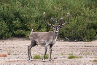 Caribou