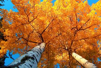 FSC Networking Session