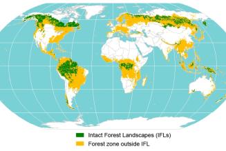 Intact Forest Landscape