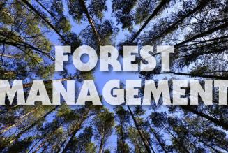 Forest Management