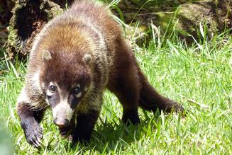 Coati