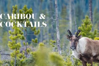 Caribou & Cocktails