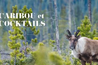 Caribou & Cocktails FR