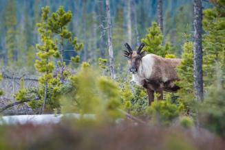 caribou