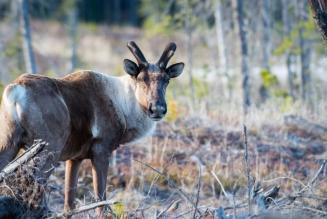 caribou