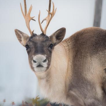 woodland caribou