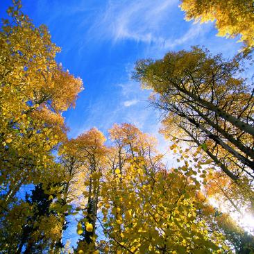 Trees Trees