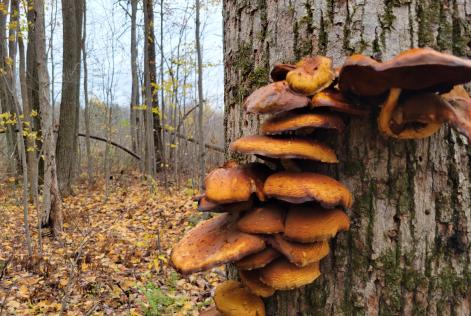 mushrooms