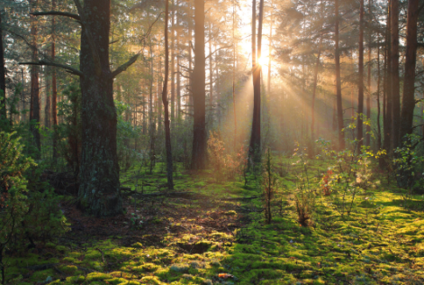 forest