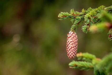 New Growth