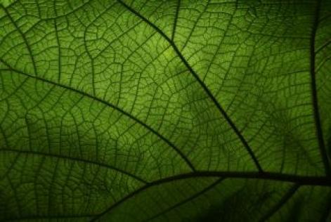 Leaf