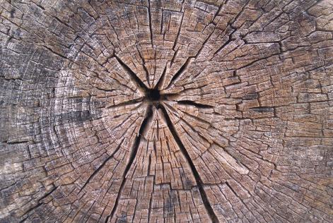 Logs