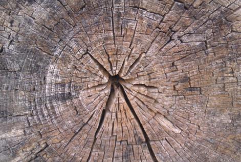 Logs