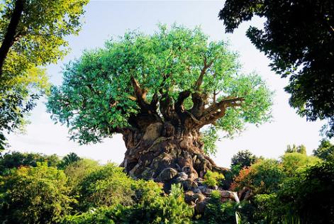 Disney forest