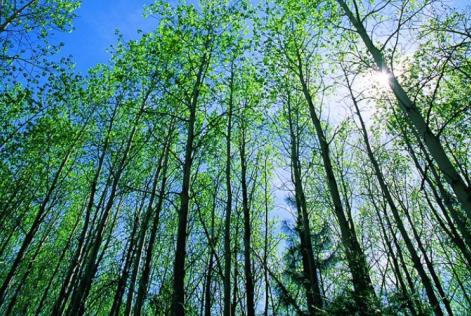 Forests