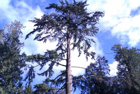 Trees