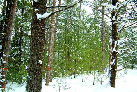 Westwind Forest